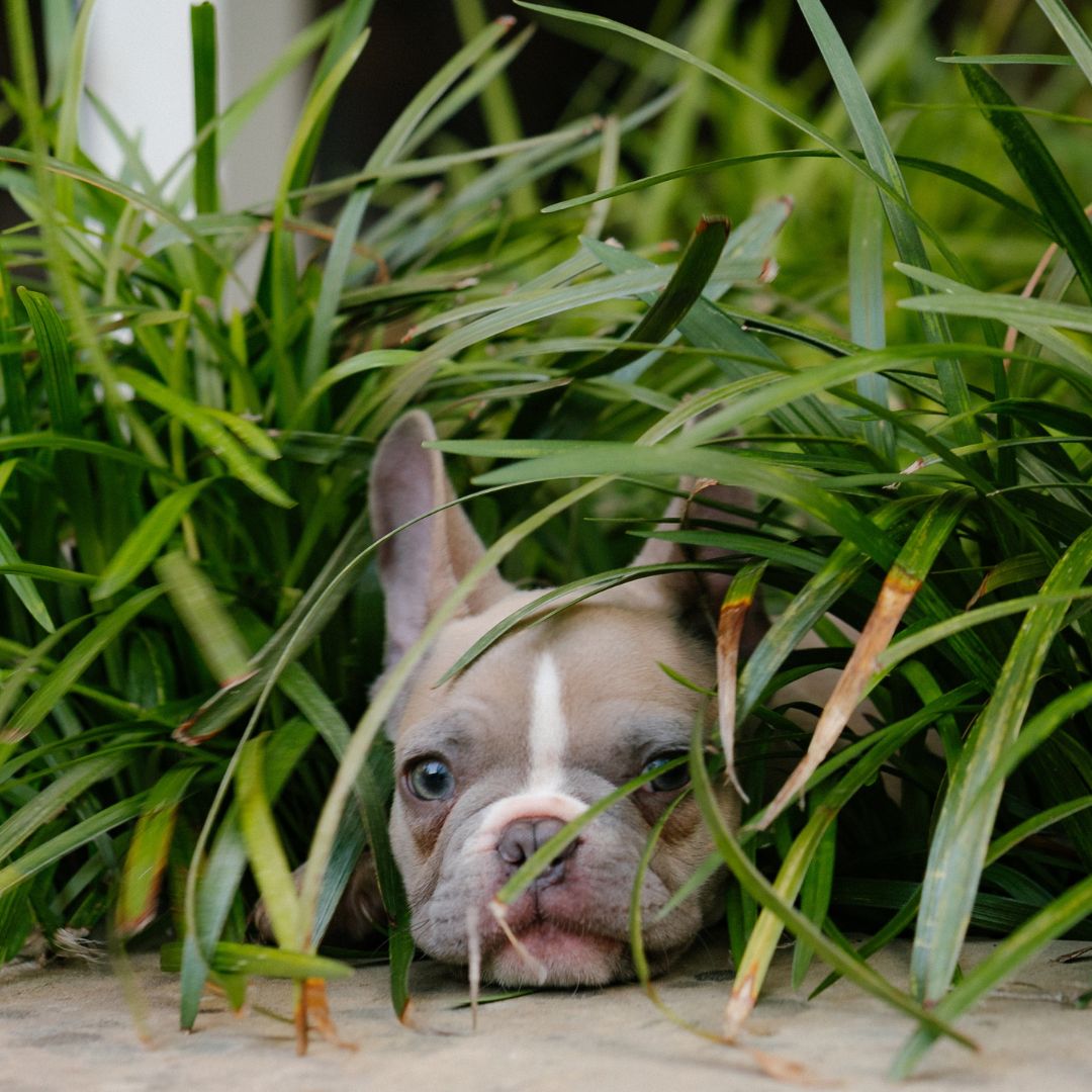 Furry Friend Approved: The Best Dog-Safe Houseplants for Your Indoor Garden