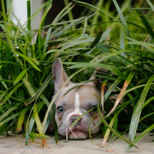 Furry Friend Approved: The Best Dog-Safe Houseplants for Your Indoor Garden