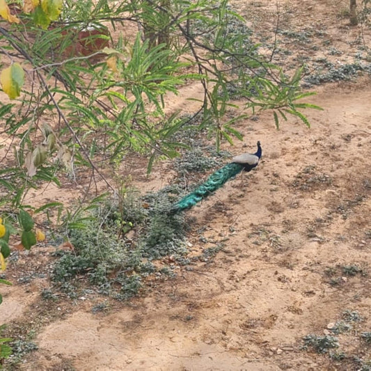 India Solo Trip, June 2022: Sariska