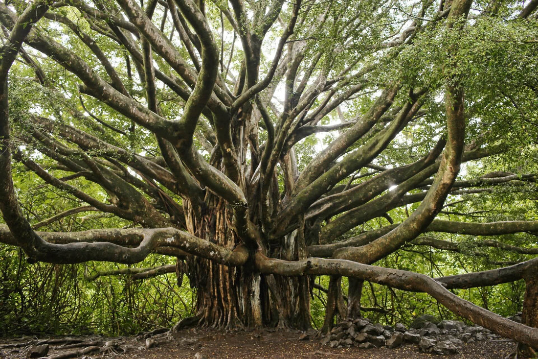 The Significance of the Tree of Life in Hindu Mythology: A Mythical Journey