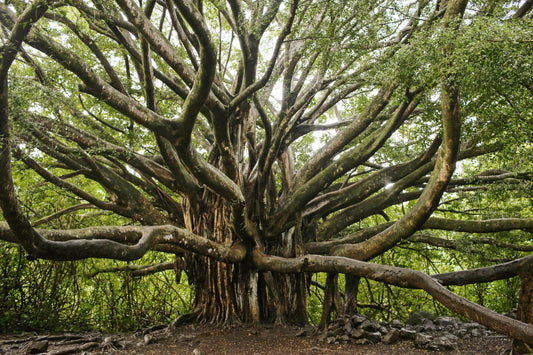 The Significance of the Tree of Life in Hindu Mythology: A Mythical Journey