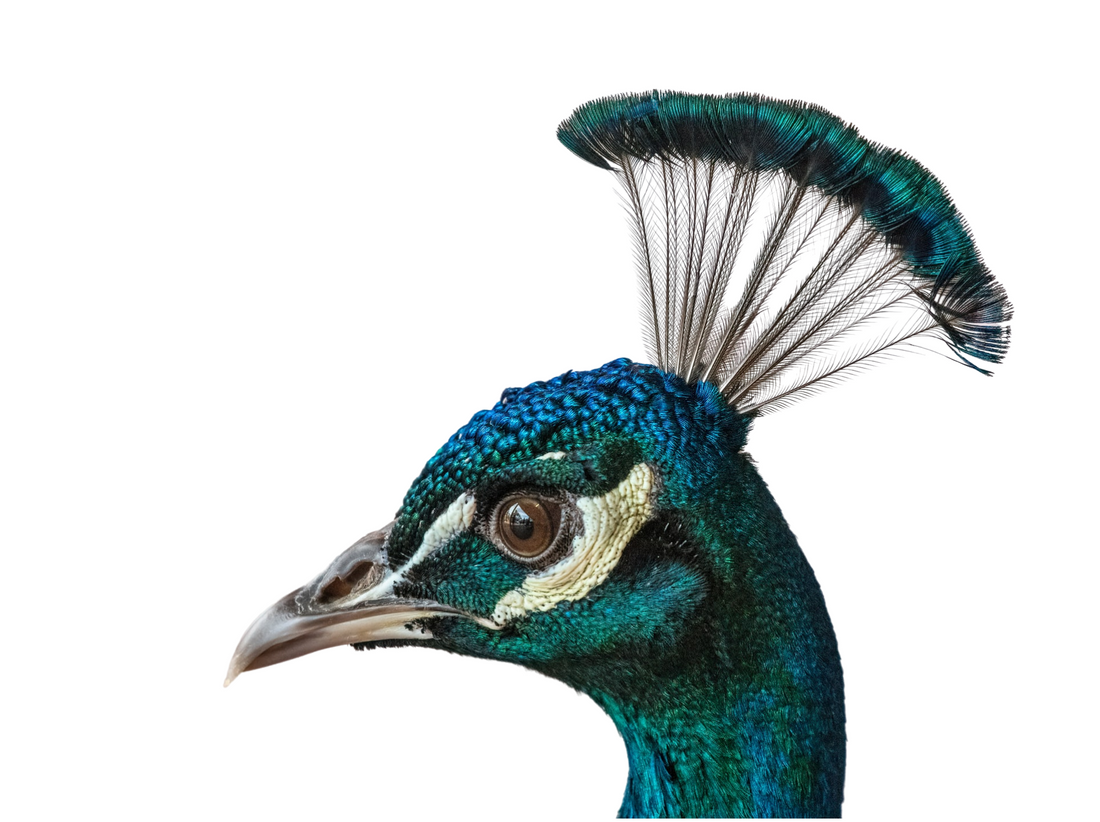 9 Interesting Things You Don't Know about Peacocks