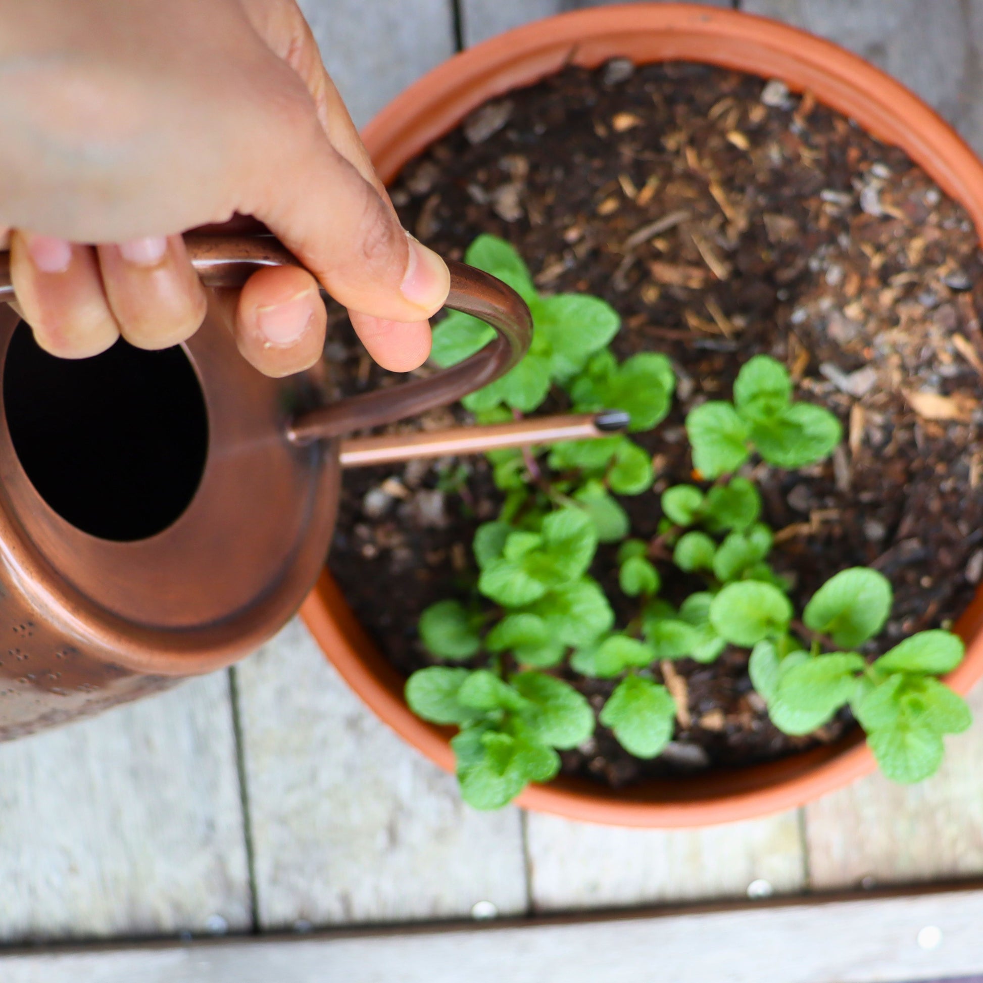 A close-up, top-down view of a hand holding a copper watering can and watering small green mint plants in a terracotta pot on a light wooden deck.