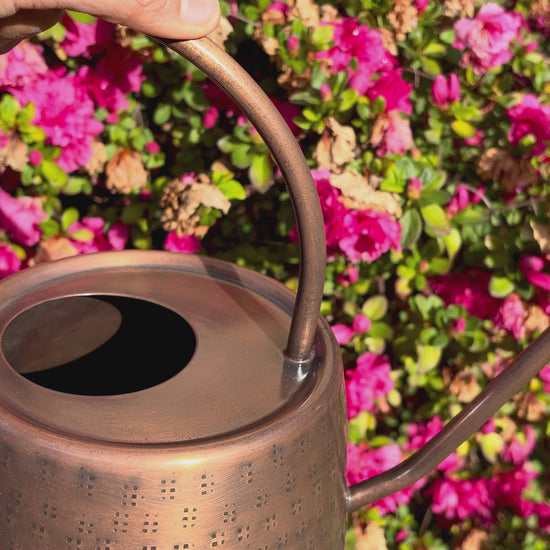 hammeredwatering can gainst pink shrub