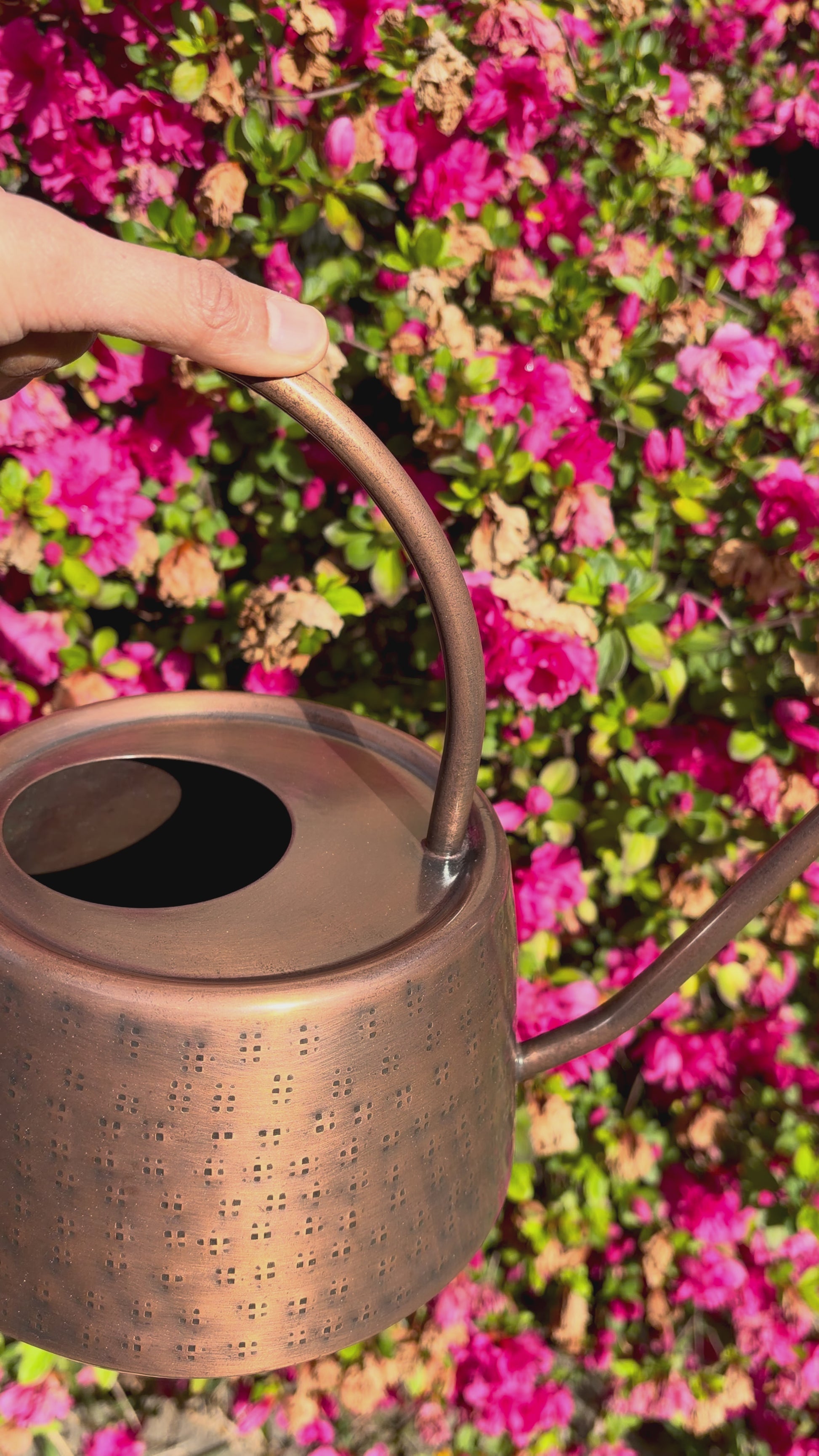 hammeredwatering can gainst pink shrub