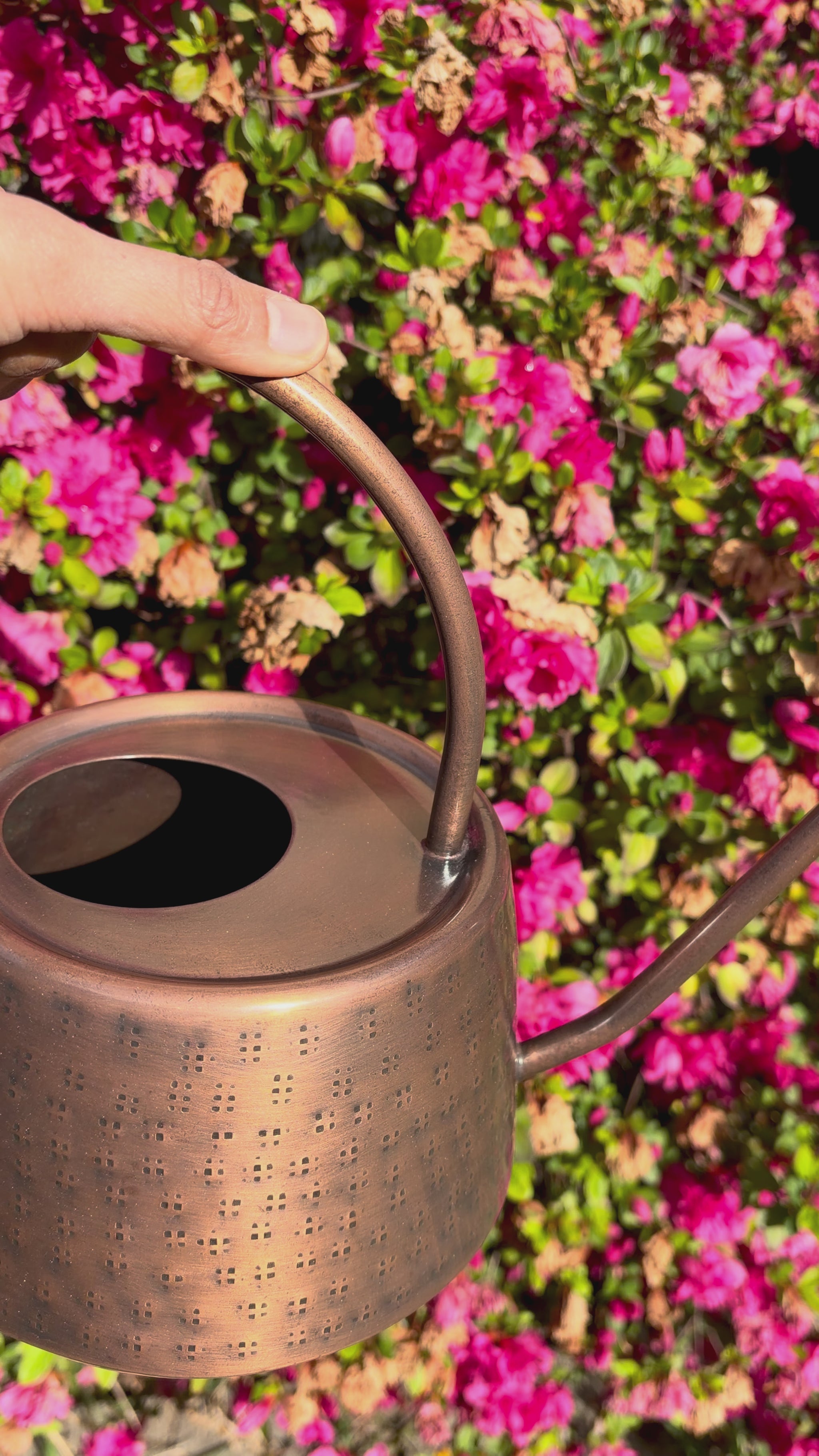 hammeredwatering can gainst pink shrub